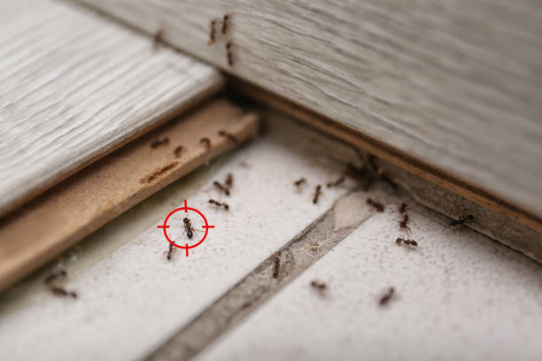 Best Pest Removal Services  in Smyrna, DE